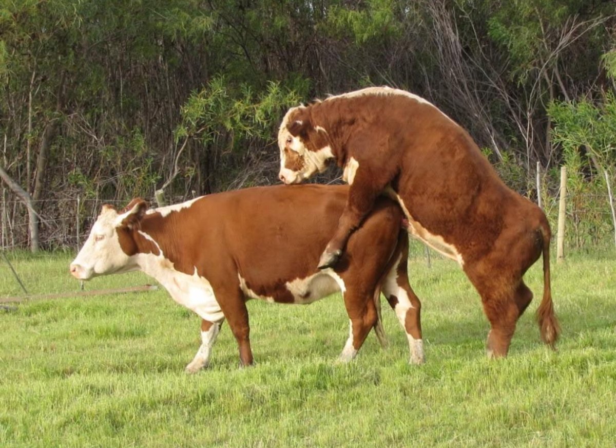 Осеменение Быков коров