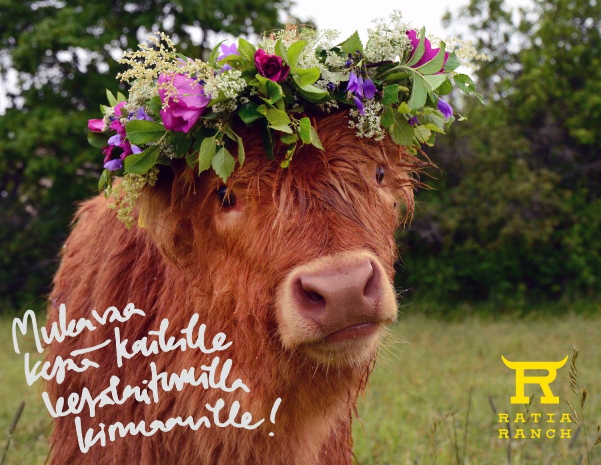 Корова в ромашках приколы