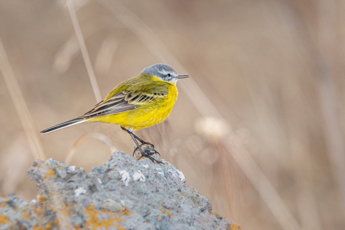 Желтогрудая трясогузка