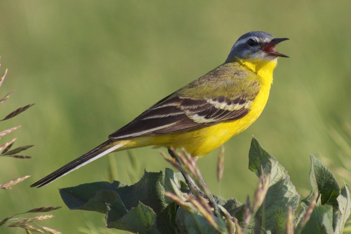 Желтая трясогузка самка