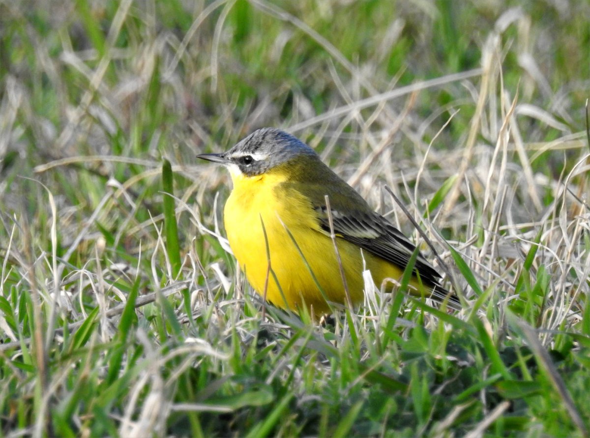 Желтая трясогузка