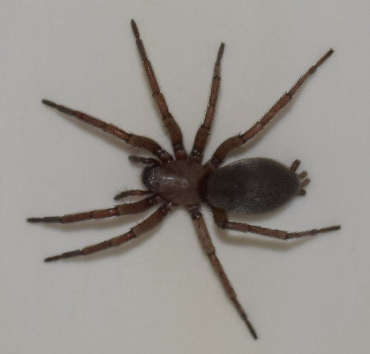 Паук Loxosceles reclusa