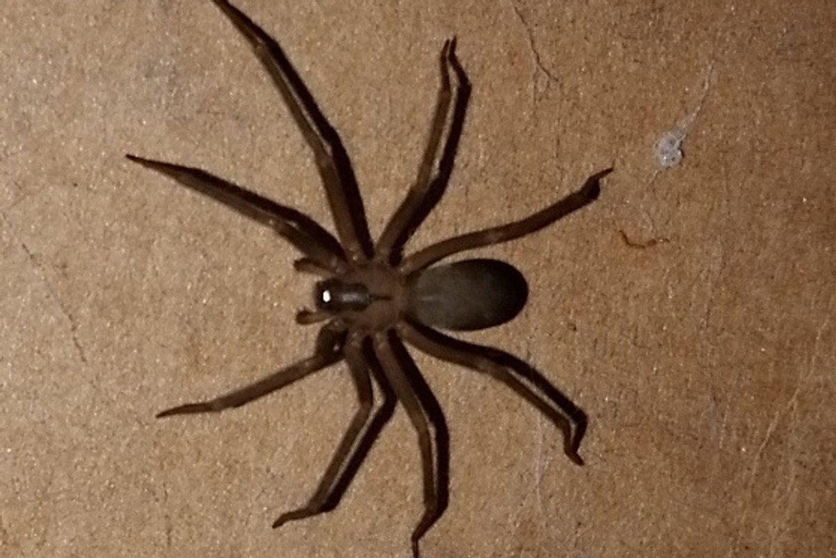 Коричневый Ликос паук