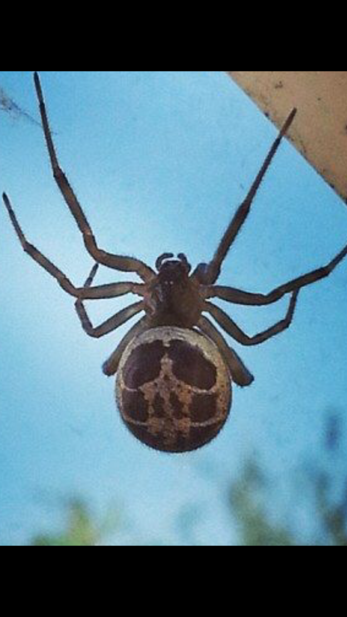 Паук с черепом на спине