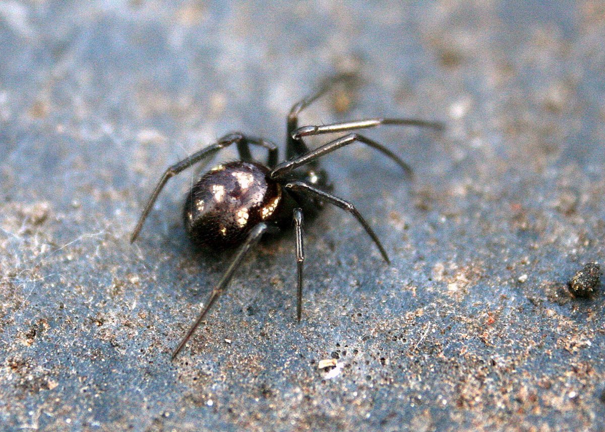 Стеатода паук маленький