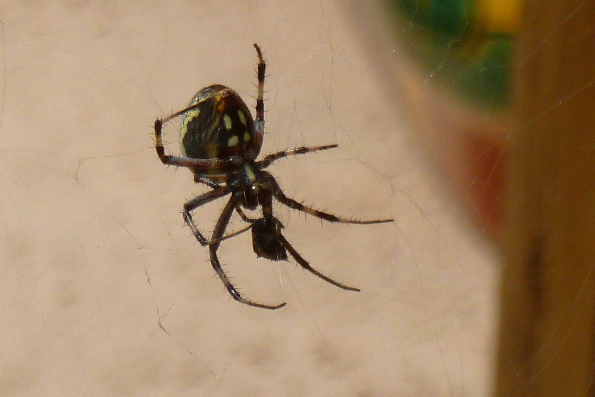 Паук с желтыми пятнами на брюшке