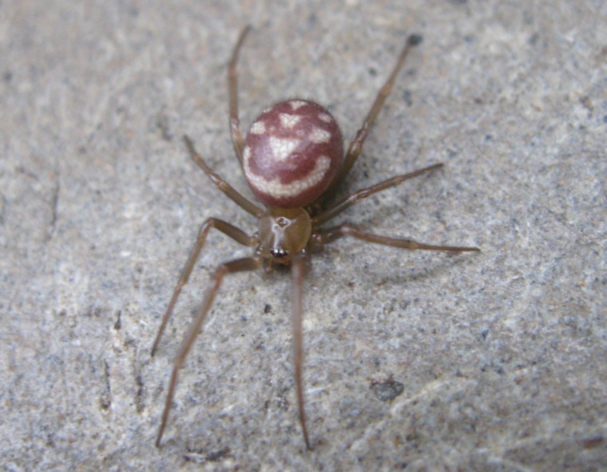 Белый домашний паук Каракурт