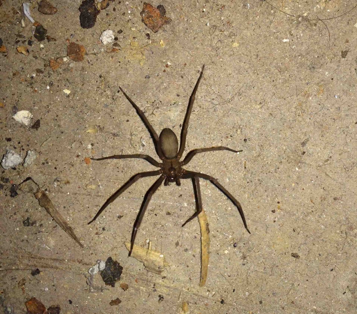 Коричневый паук бродячий