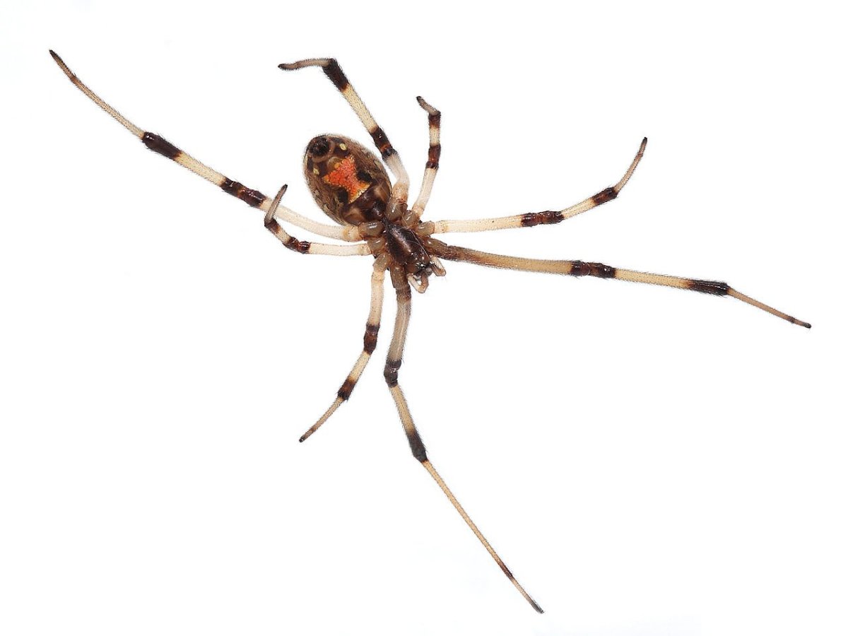 Latrodectus geometricus паук