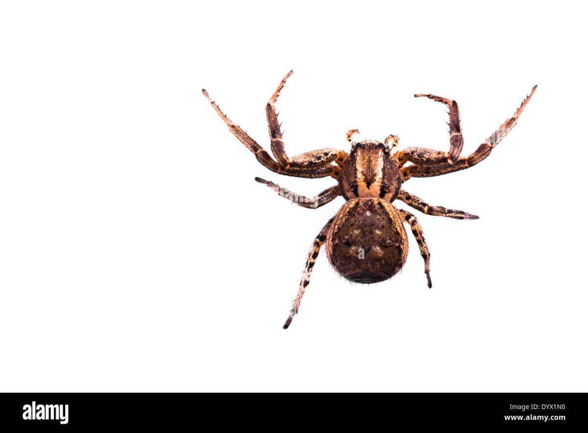 Паук на белом фоне вид сверху