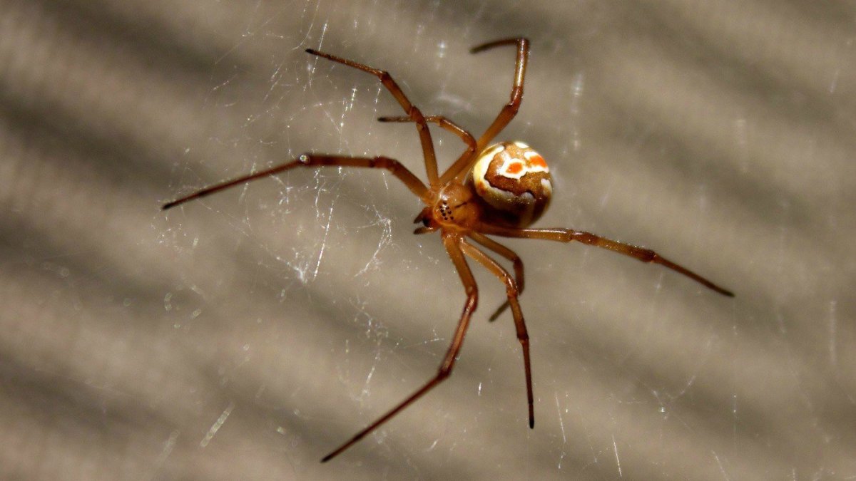 Паук Eusparassus walckenaerius