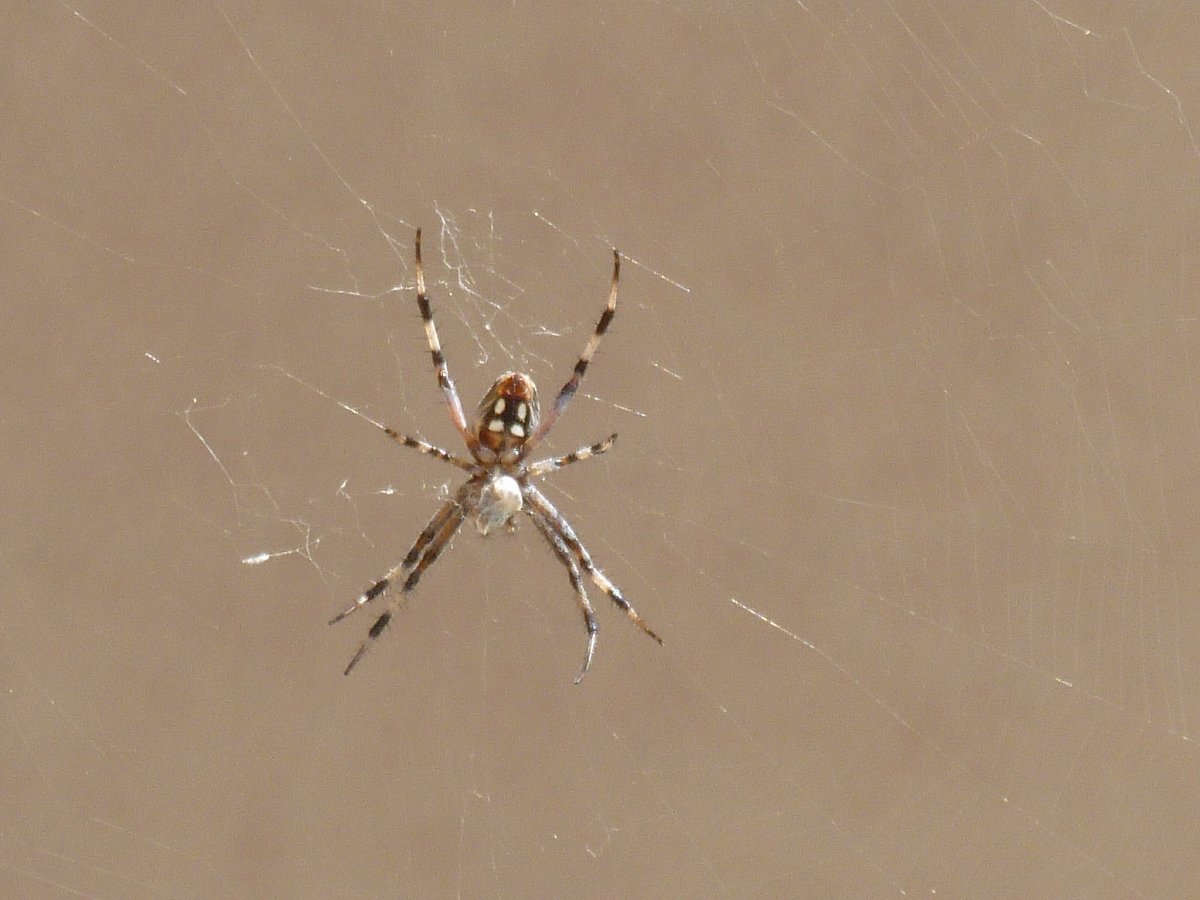 Коричневый паук с белыми пятнышками
