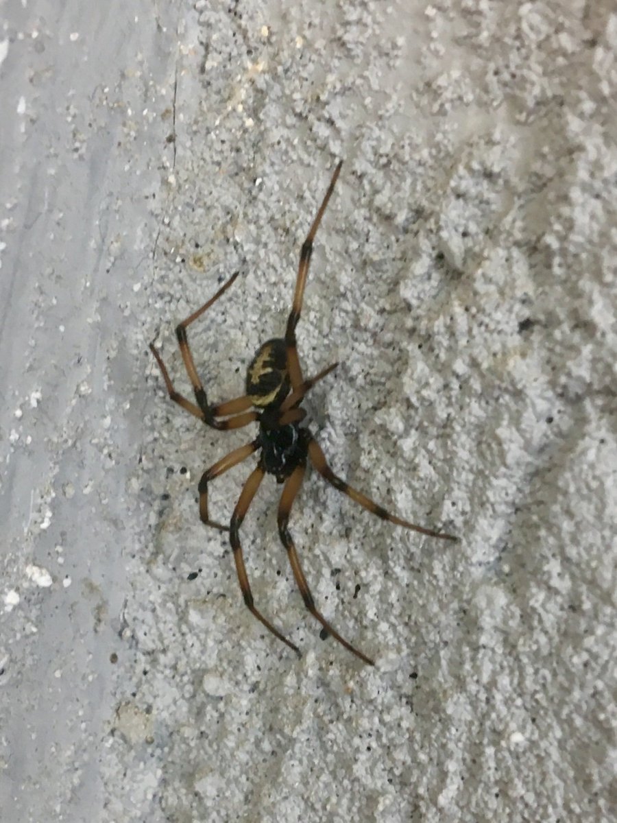 Паук Каракурт коричневый
