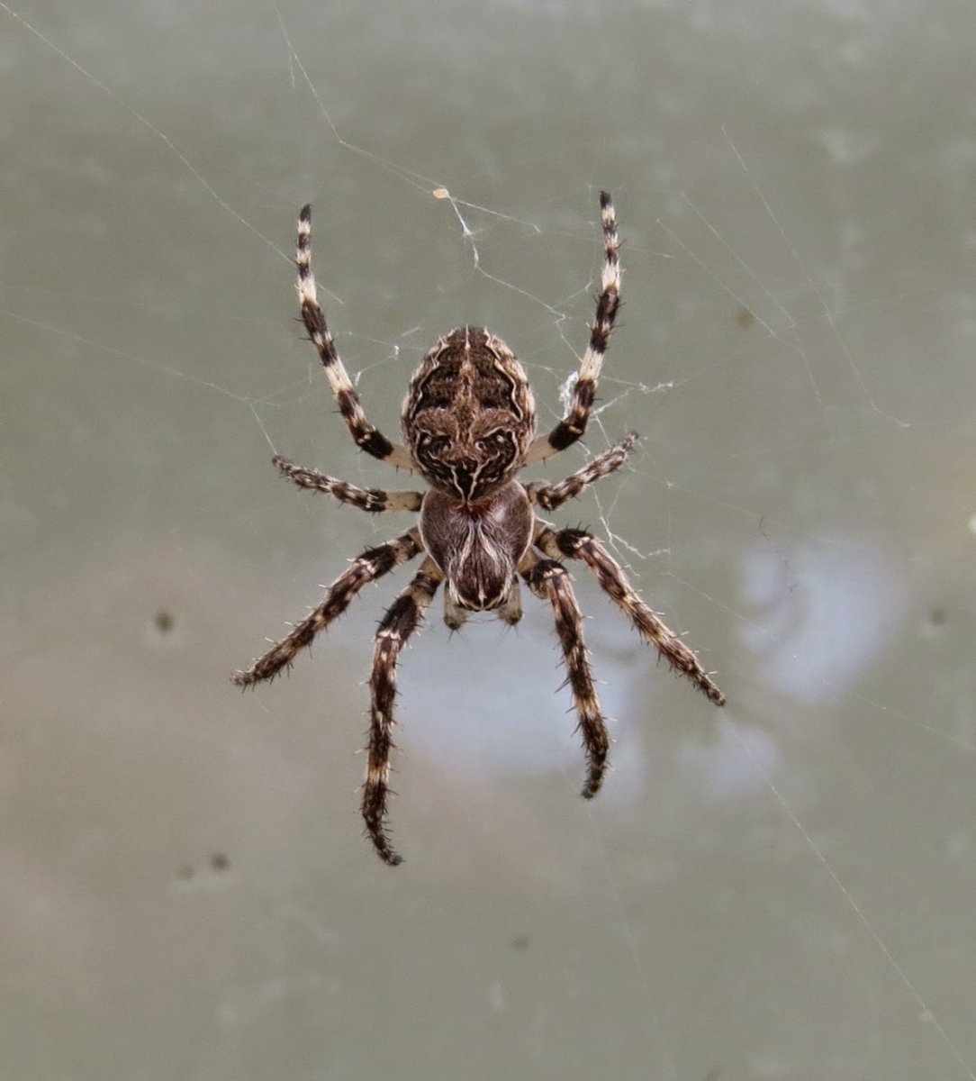 Паук коричневый крестовик