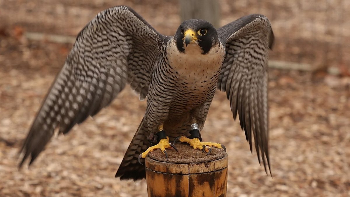 Сапсан птица красивые фото