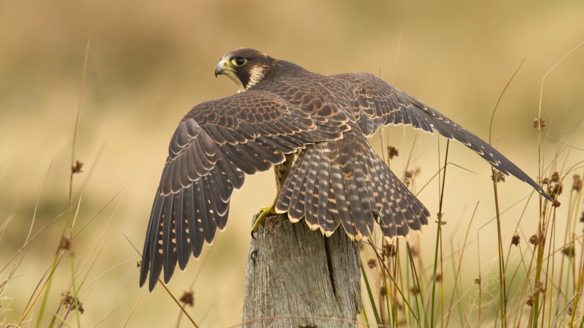 Сокол Сапсан