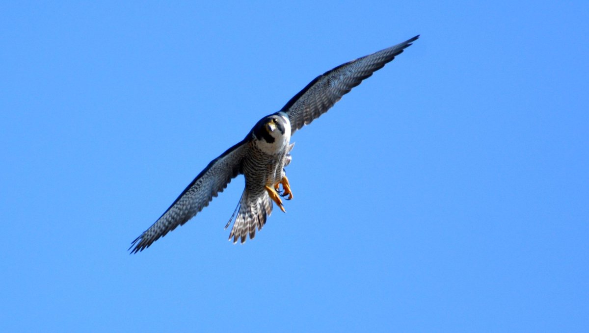 Сокол Сапсан в городе