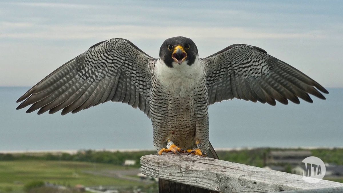 Сокол Сапсан