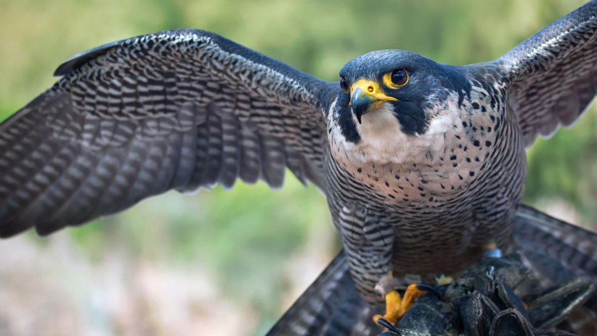 Сокол Сапсан птица