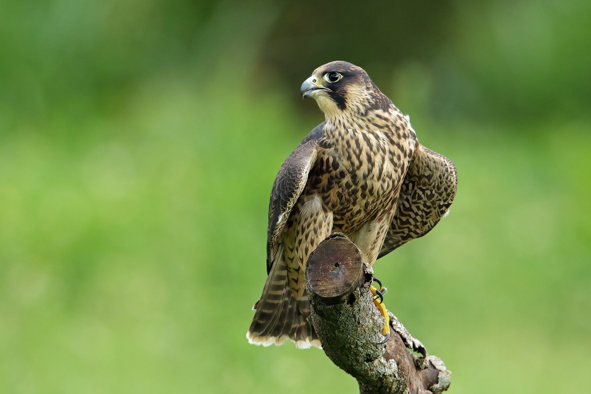 Сокол Сапсан