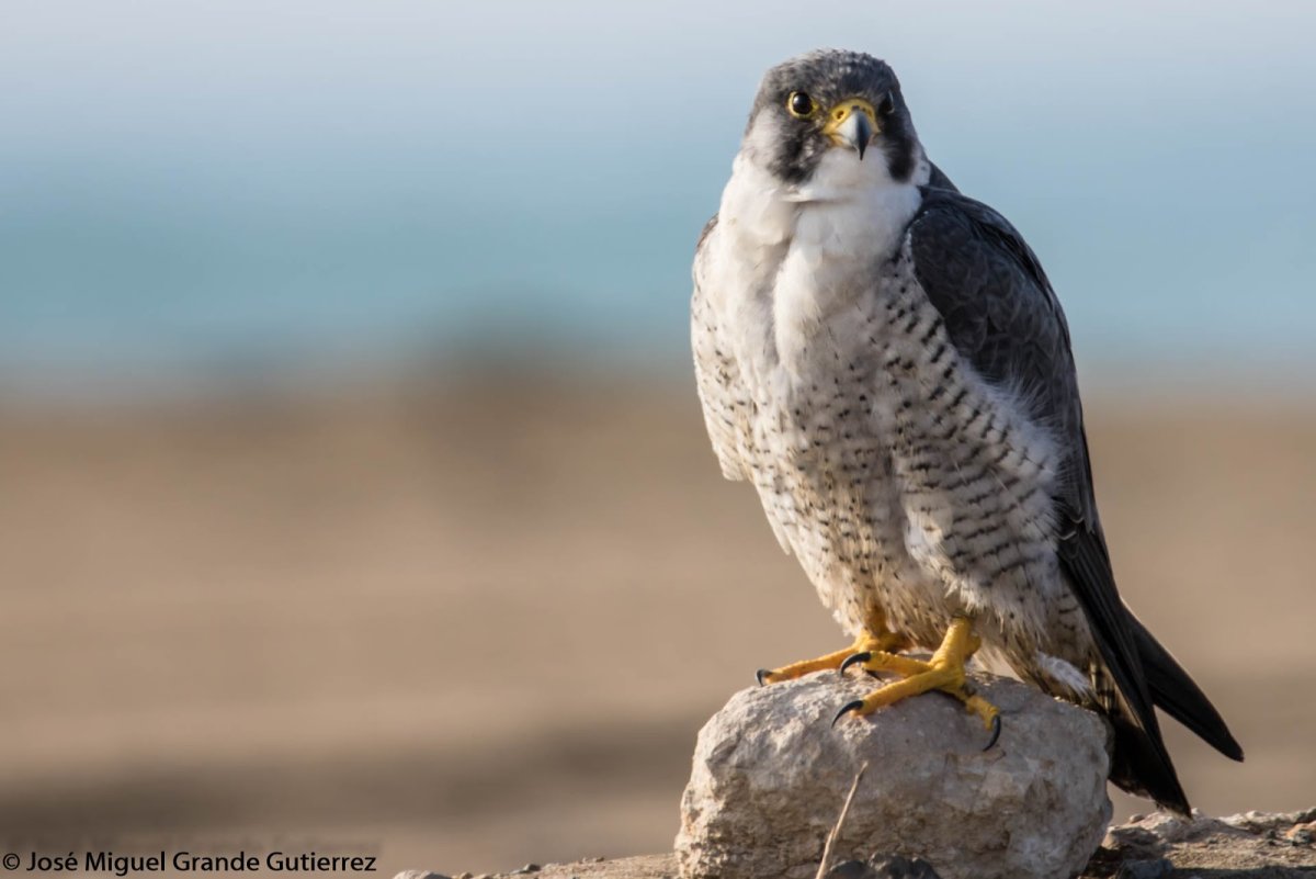 Сапса́н Falco peregrinus