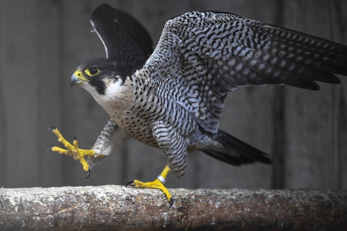 Сокол Сапсан отряд