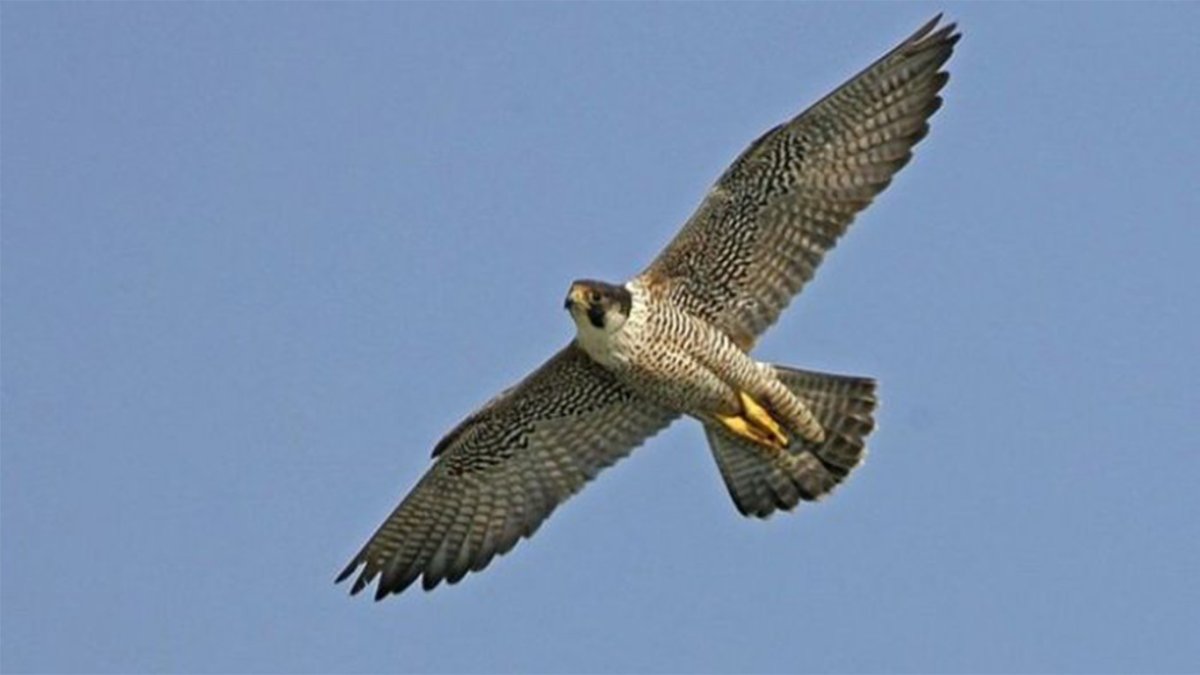 Ястреб тетеревятник Сапсан