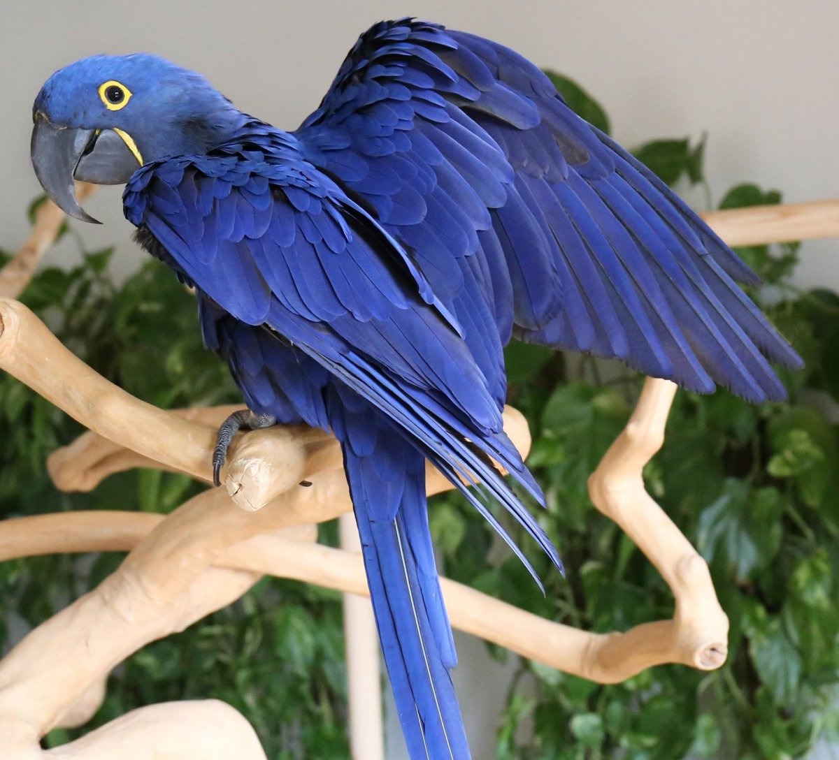 Гиацинтовый ара птенец