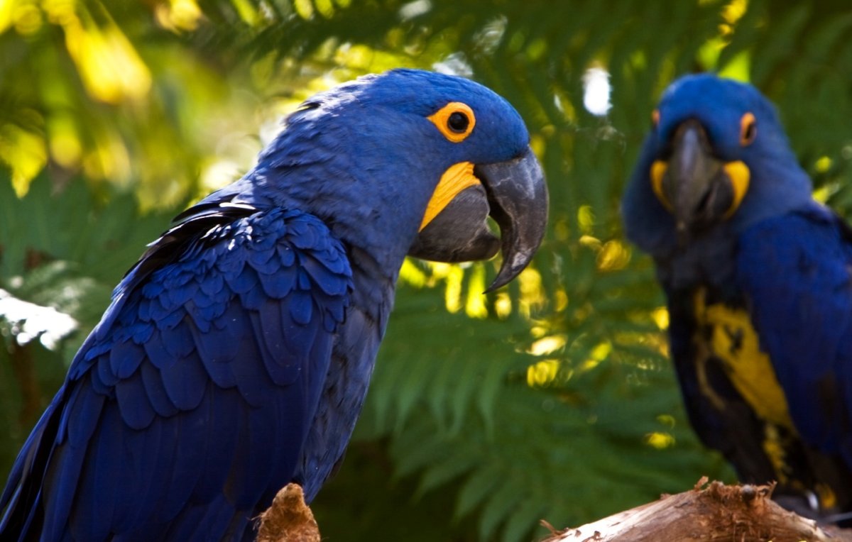 Серо-голубой гиацинтовый ара