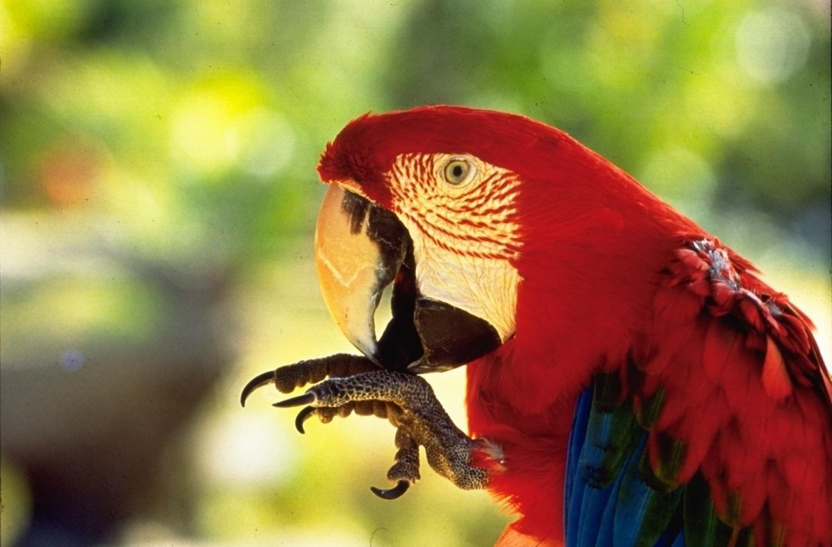 Макао попугай фото