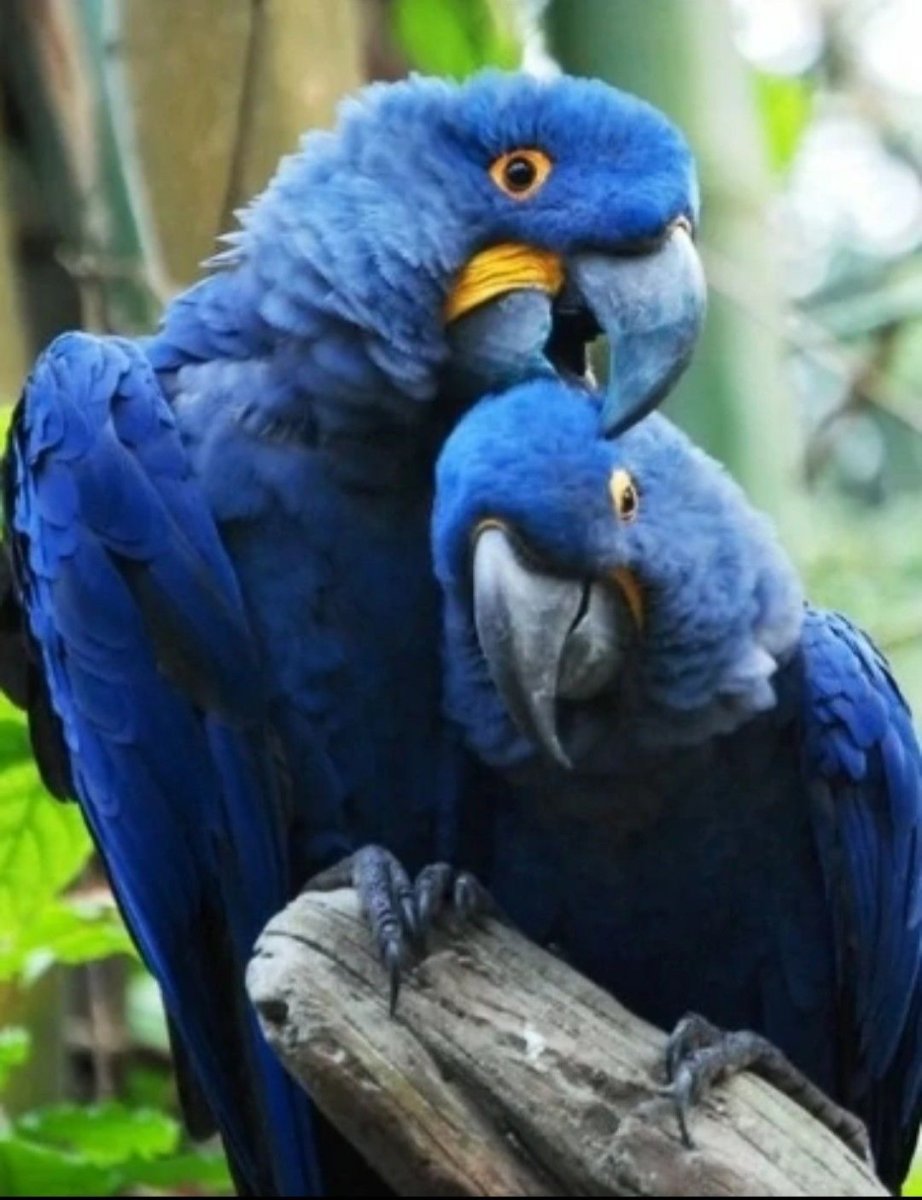 Гиацинтовый ара птенец