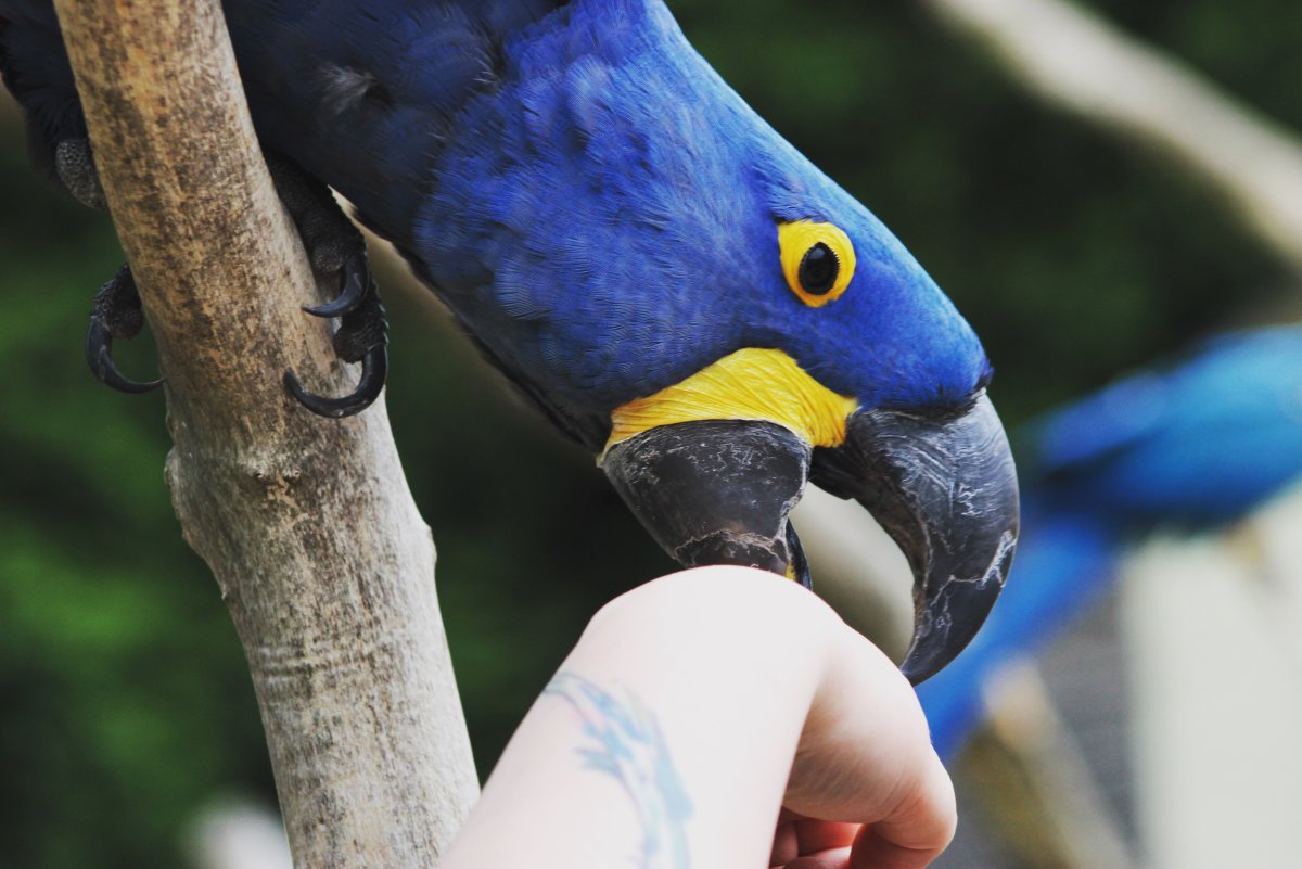 Parrot Cage (Hyacinth Macaw