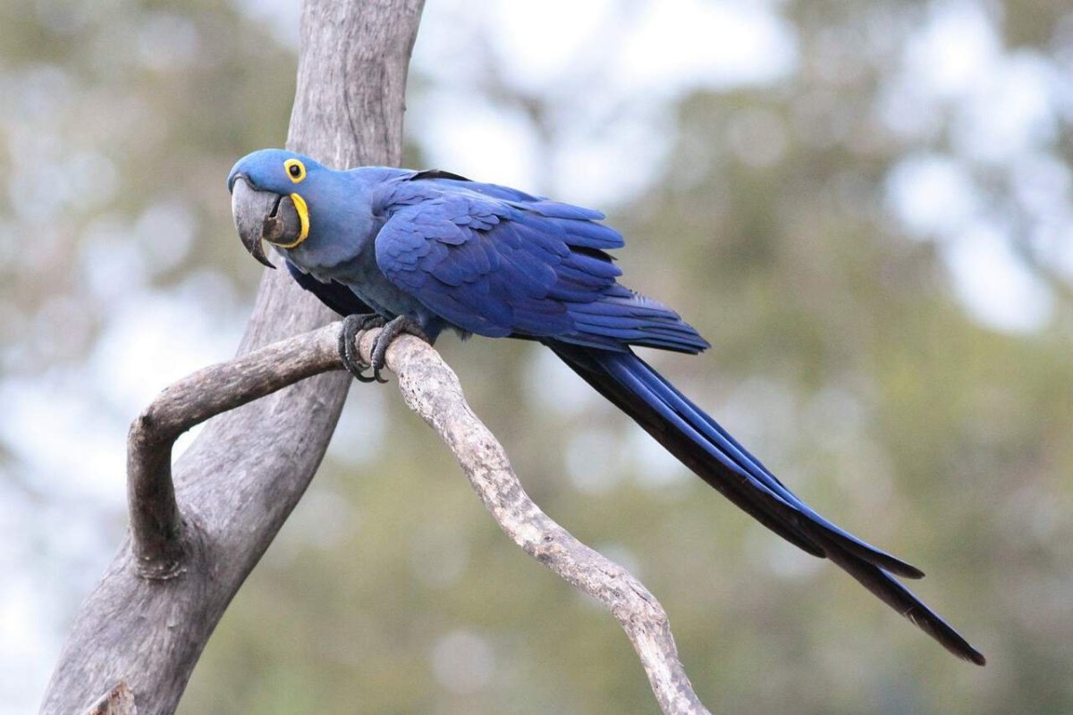 Ара гиацинтовый кобальтовый