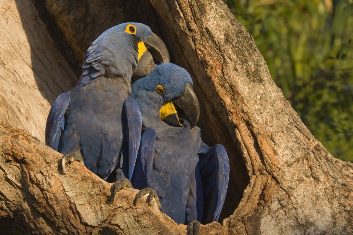 Гиацинтовый ара птенец