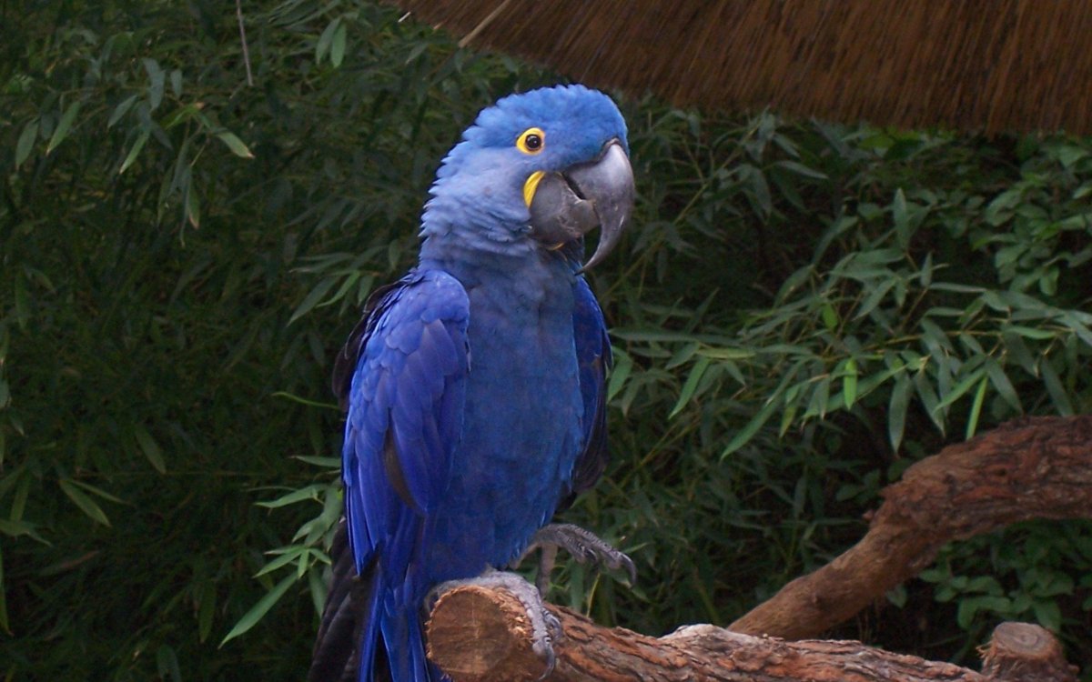 Попугай ара гиацинтовый