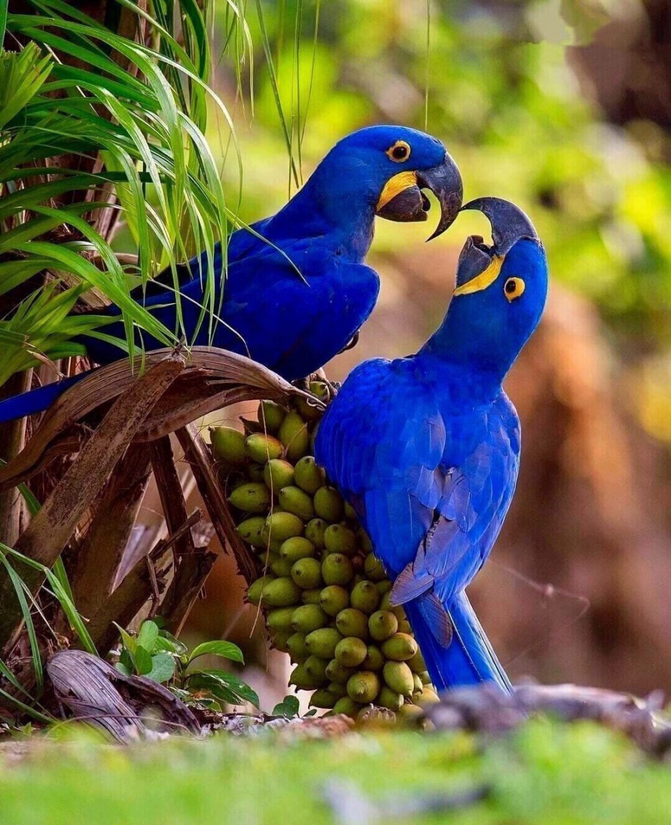 Гиацинтовый ара гнездо