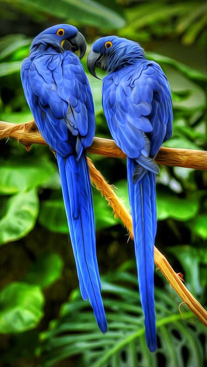 Гиацинтовый попугай