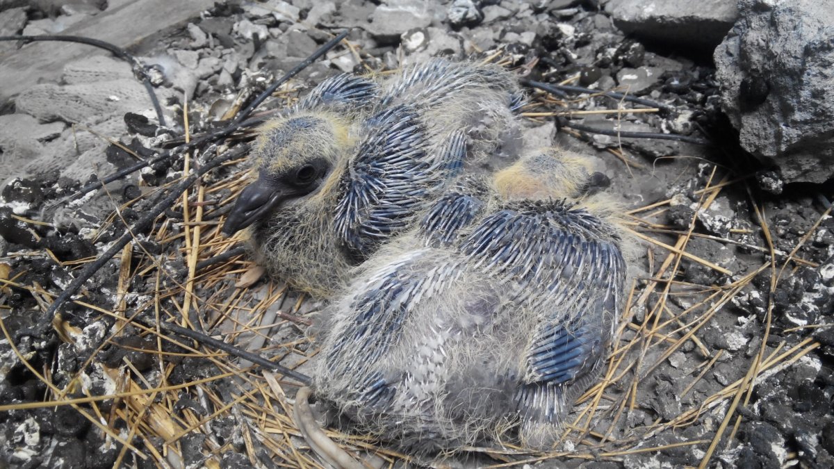 Сокол фото птица птенец