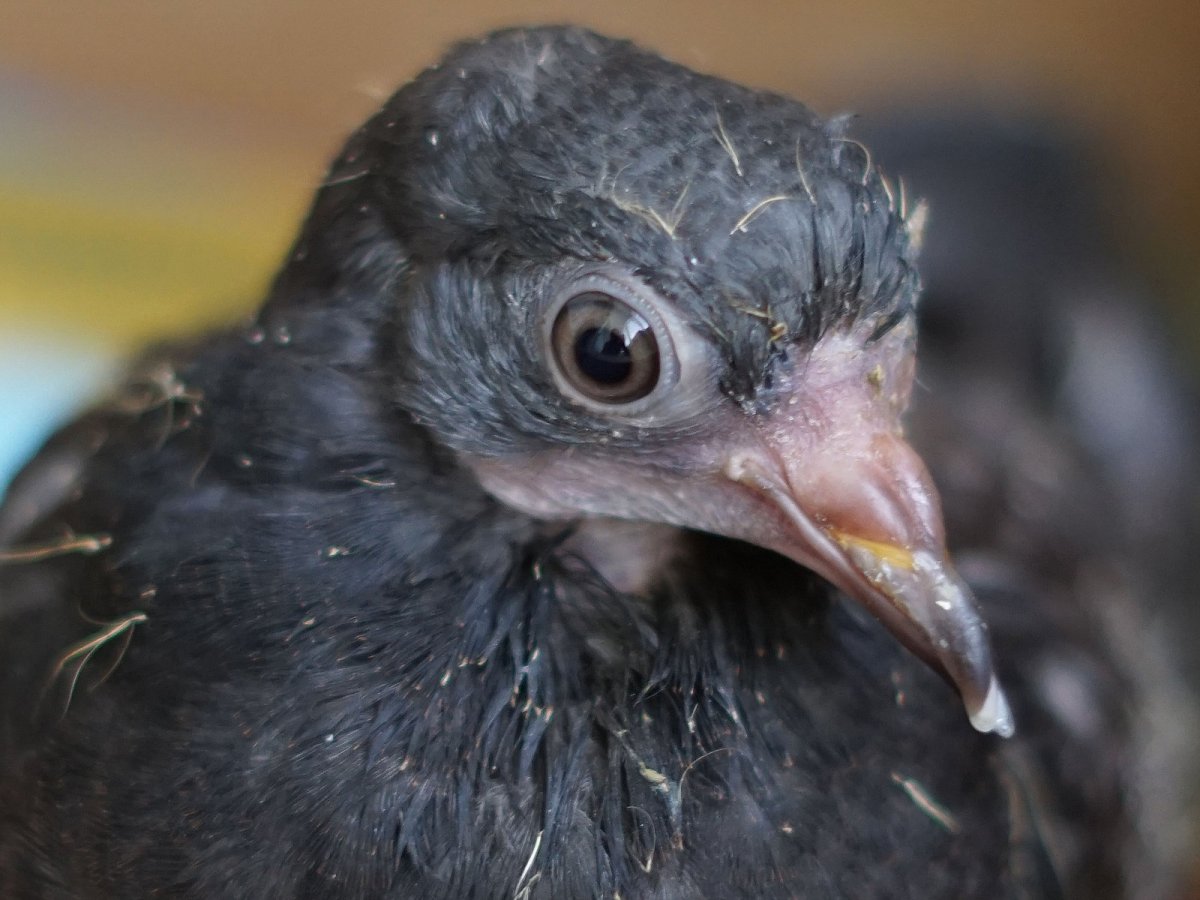 Маленькие голубята птенцы