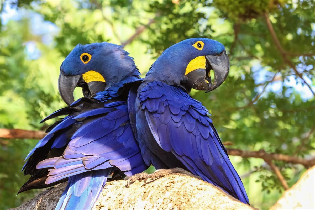 Гиацинтовый ара парочка