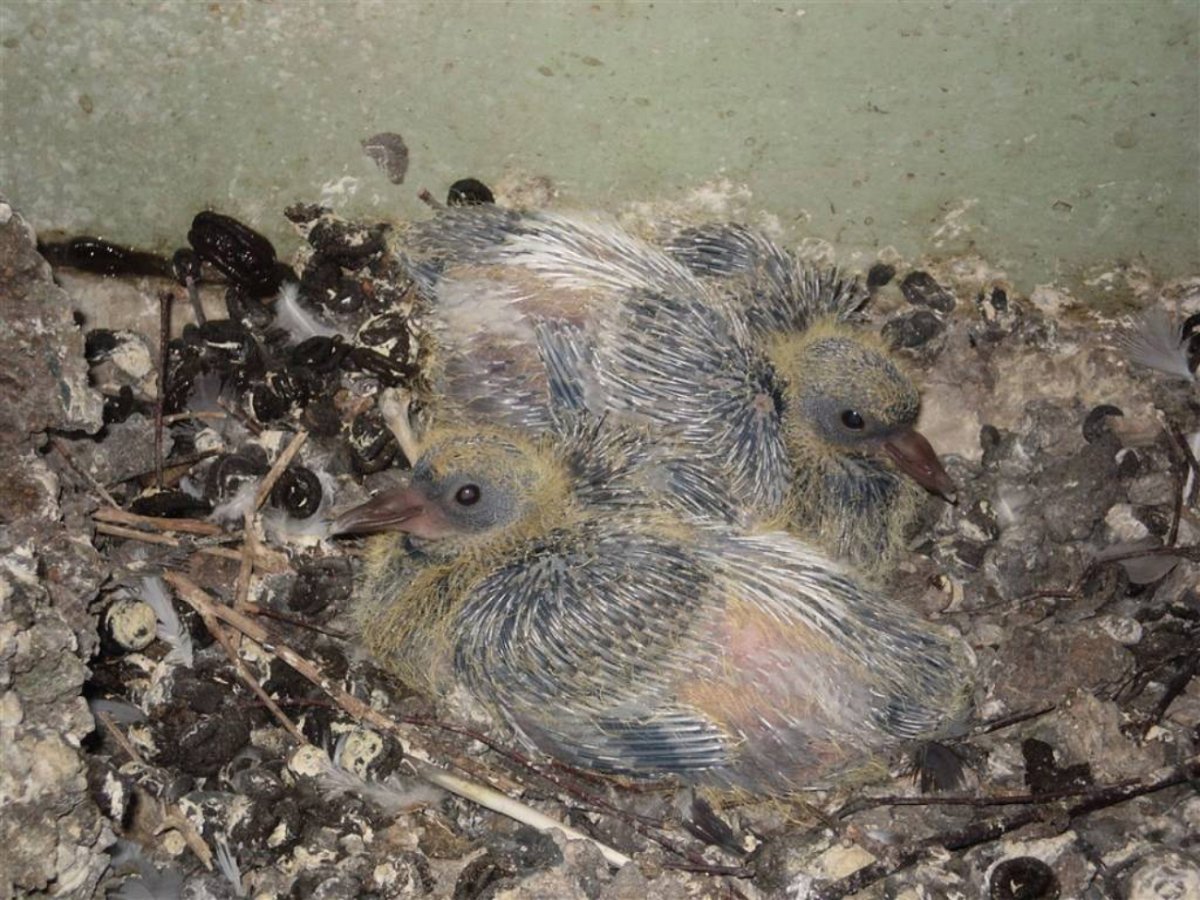 Птенец голубя