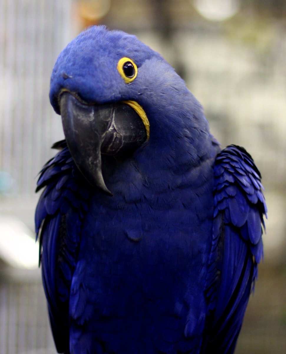 Голубой попугай ара