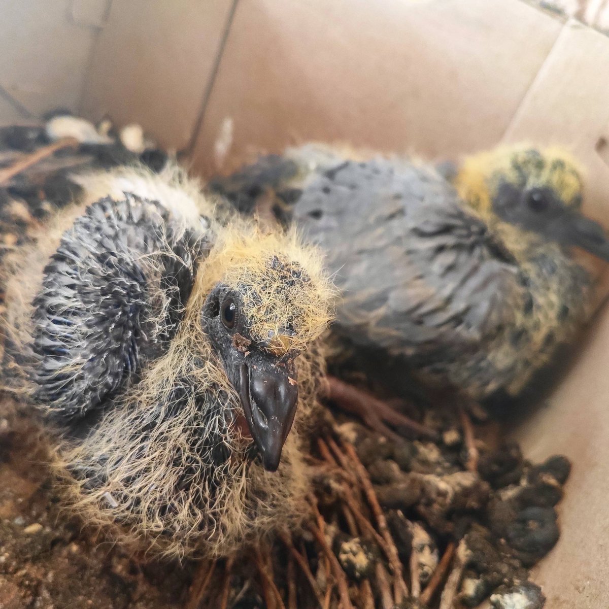 Птенец голубя