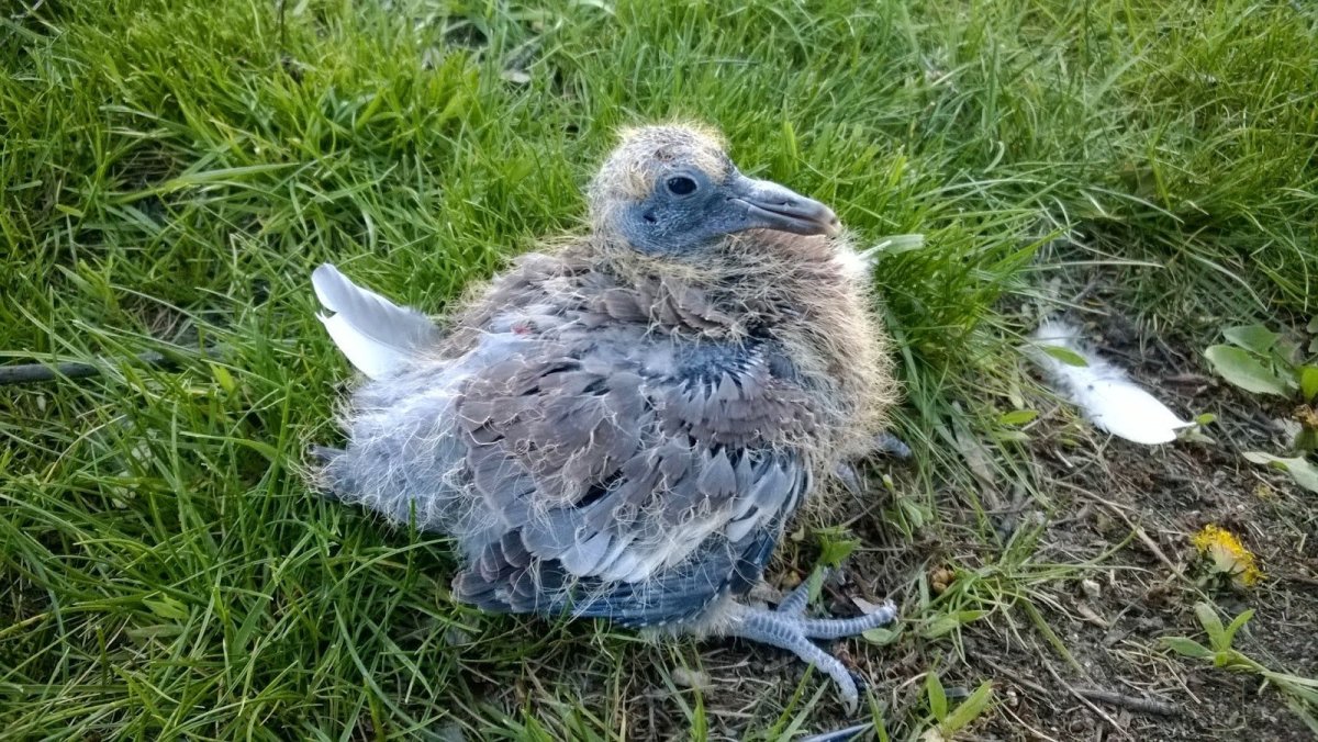 Птенец обыкновенного голубя