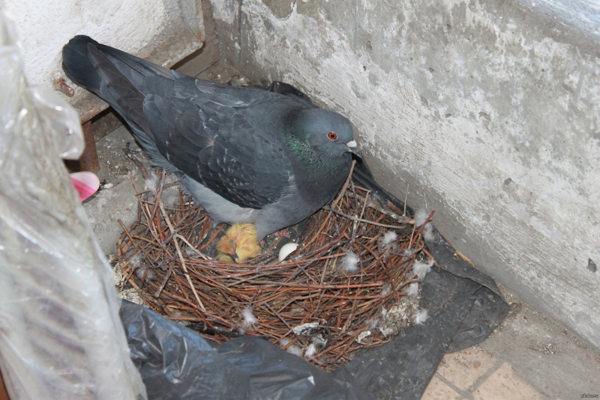 Голубь свил гнездо
