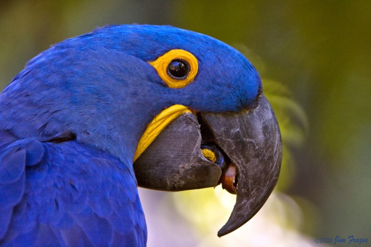 Гиацинтовый ара Пантанал