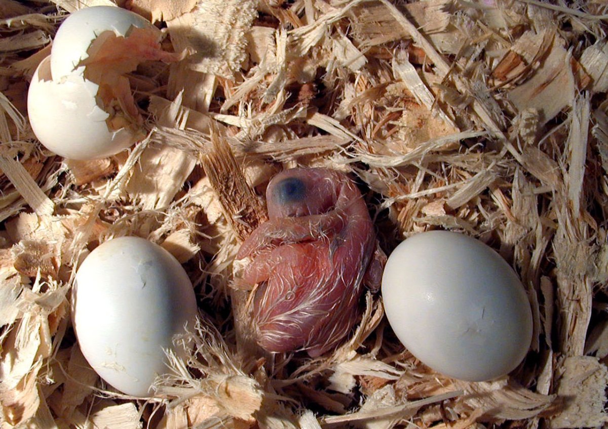 Попугаи неразлучники высиживают яйца?