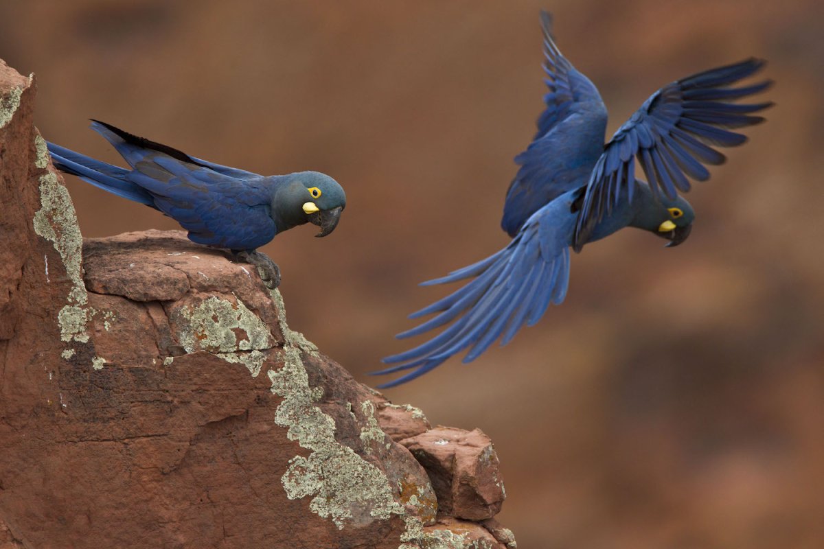 Малый гиацинтовый ара