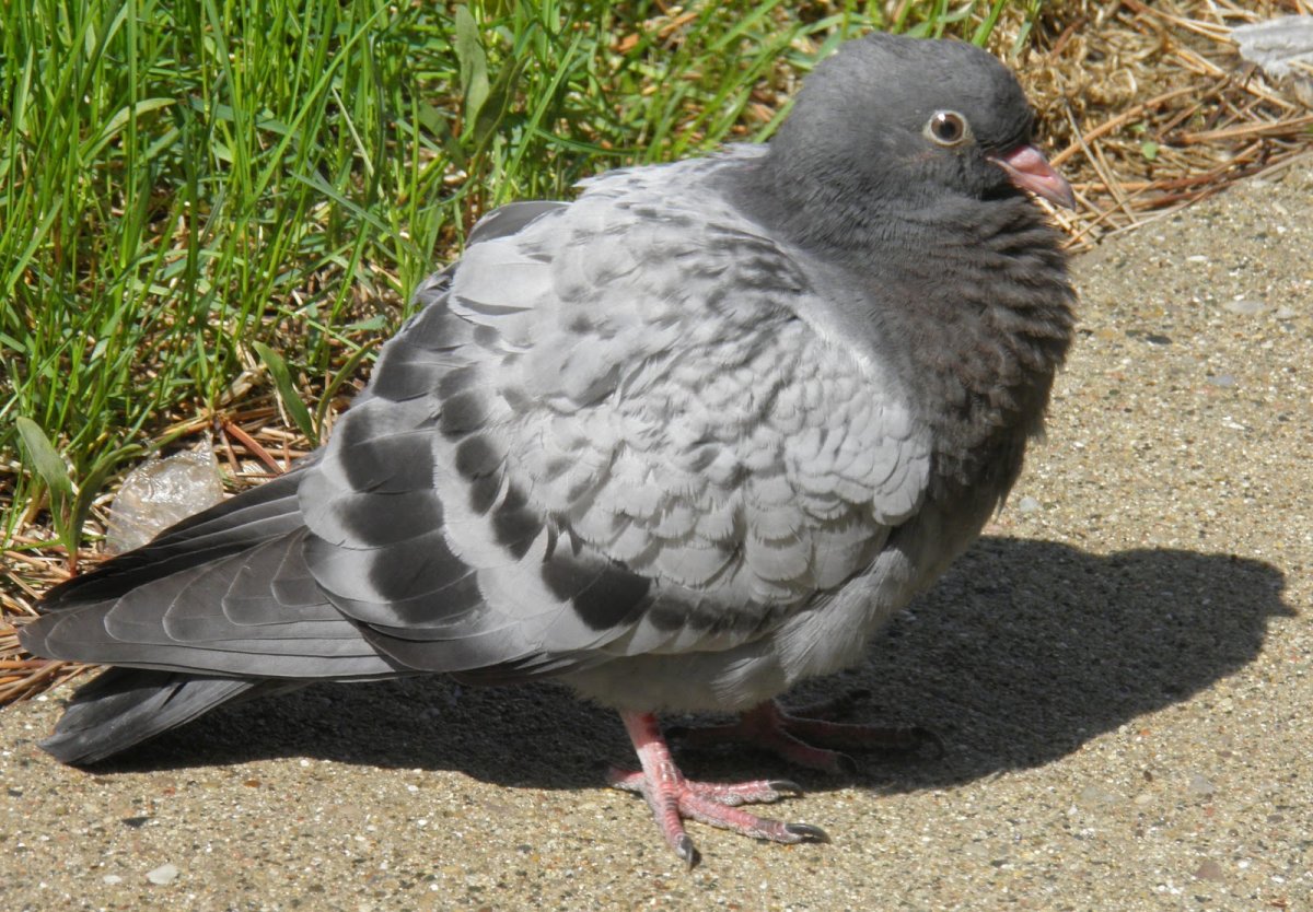 Сизый голубь