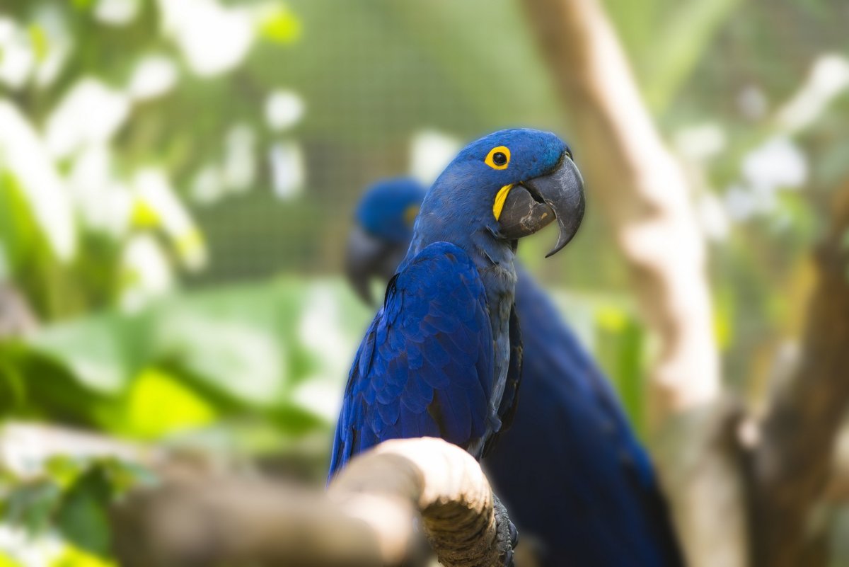 Серо-голубой гиацинтовый ара